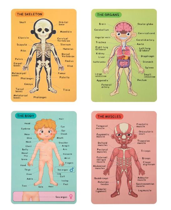 Tooky Toy - Magnetic Body Chart