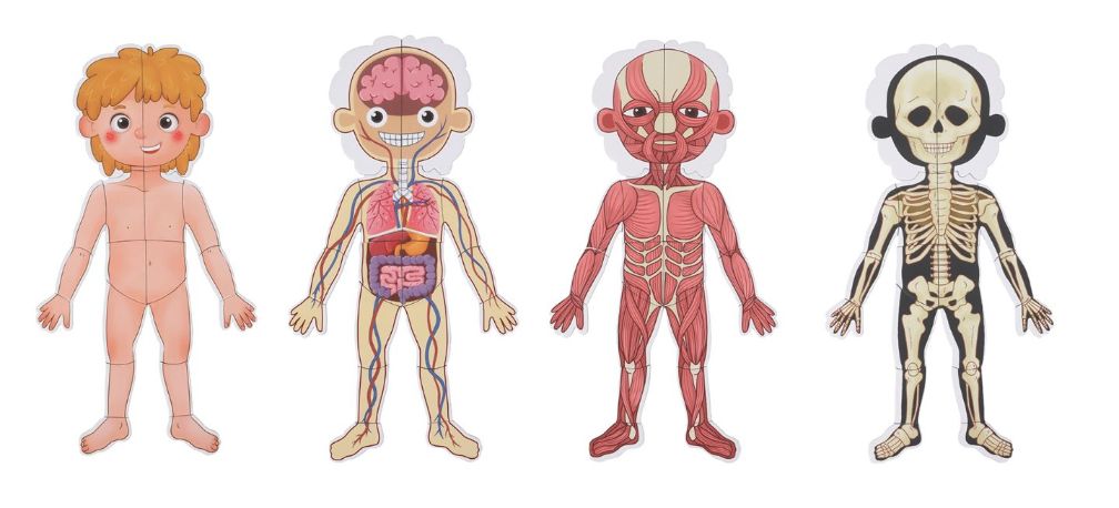 Tooky Toy - Magnetic Body Chart